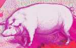 Як намалювати свиню на Новий 2020 рік
