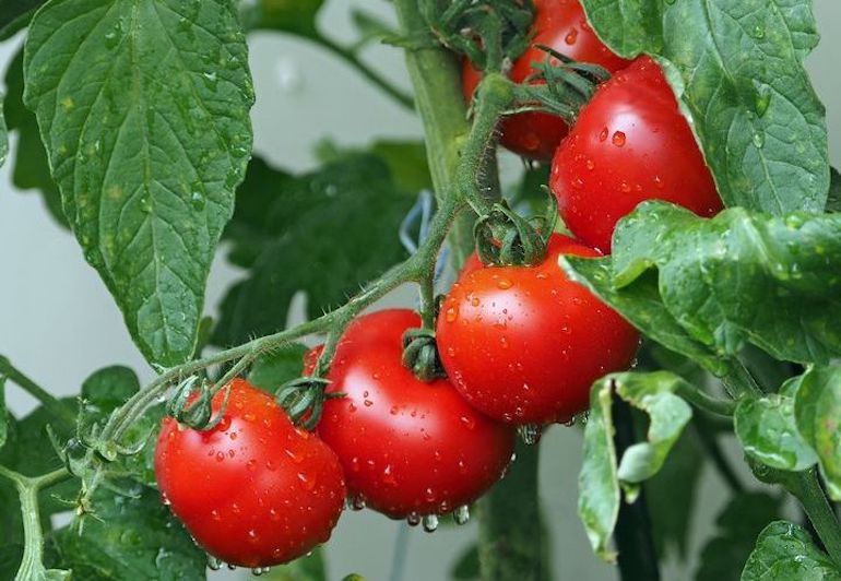 Посадка помідор на розсаду і в теплицю в 2020 році